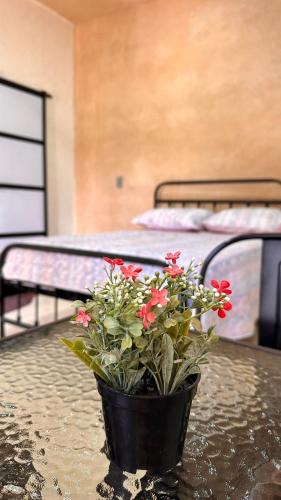 Ocosingo House | Hospedaje Jardin