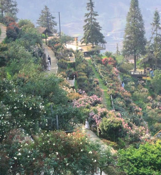 Sa Pa Resort | Sapa Rose Garden Resort
