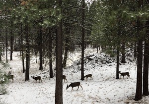 Deluxe Black Butte Ranch Home. Perfect for a special family time or winter fun! in Sisters