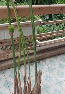Da Lat Hotel | Đà Lạt Green Homestay