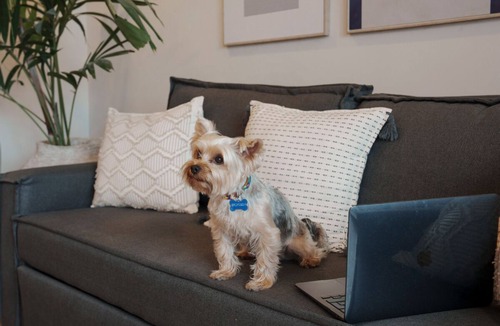 Downtown Hotel | 3 Mins to Frida Kahlo Museum | 3 Pet Friendly Units w/Kitchen + Rooftop Pool