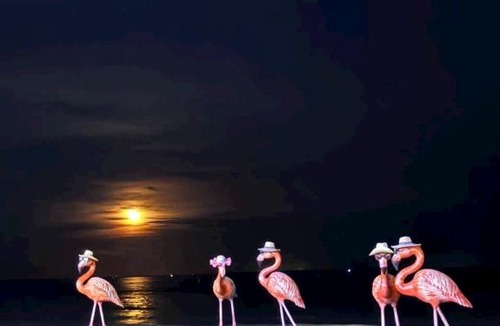 Hoang Hoa Hotel | Flamingo Hai Tien - Căn hộ 2 phòng ngủ view trực diện biển