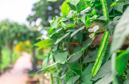 Cai Be Resort | Mekong Riverside Boutique Resort & Spa