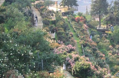 Sa Pa Resort | Sapa Rose Garden Resort