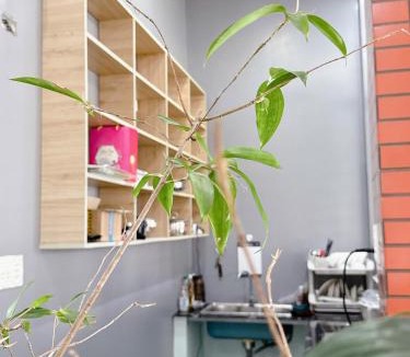 Quang Ngai House | Savan homestay