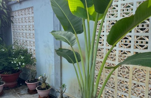 Chau Thanh House | The Grand Coco Homestay