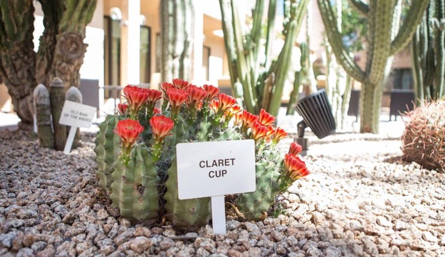 Courtyard by Marriott Phoenix Mesa in Mesa