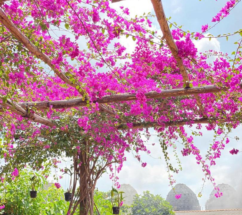 Mang Thit House | Út Pink