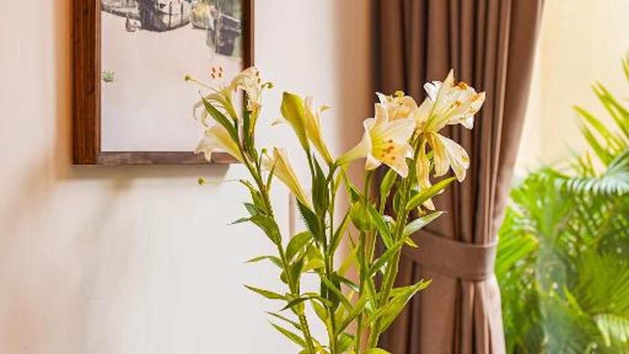 Photo of Patio Balcony in Da Kao
