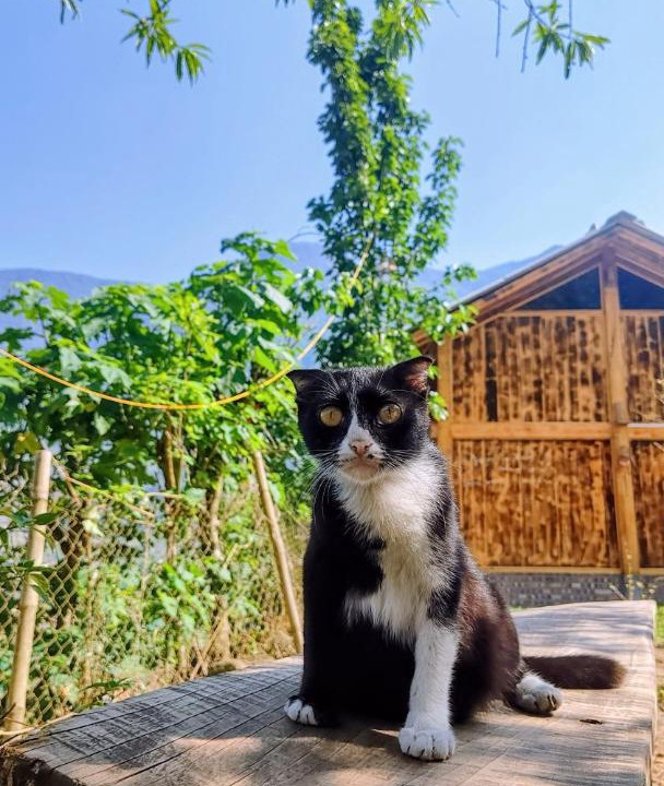 Photo of Others in Sa Pa