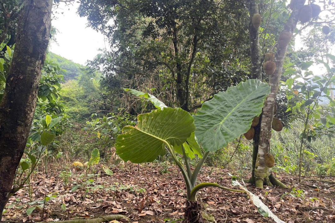 Photo of Outdoor in Nho Quan