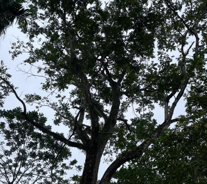 Photo of Others in Kho Muong