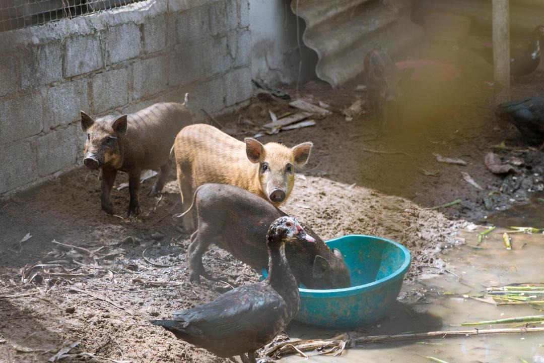 Photo of Others in Ham Tan