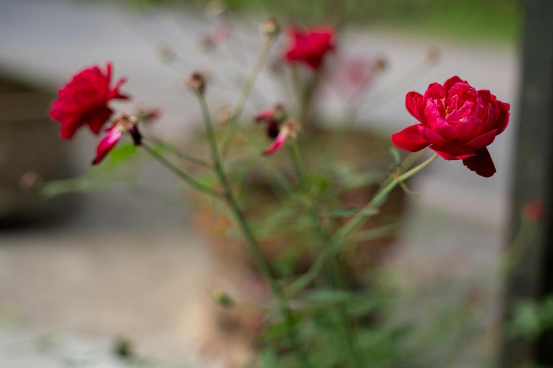 Photo of Others in Thuy Xuan