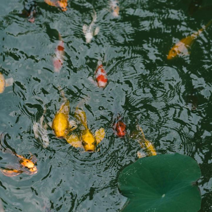 Photo of Others in Cam Thanh