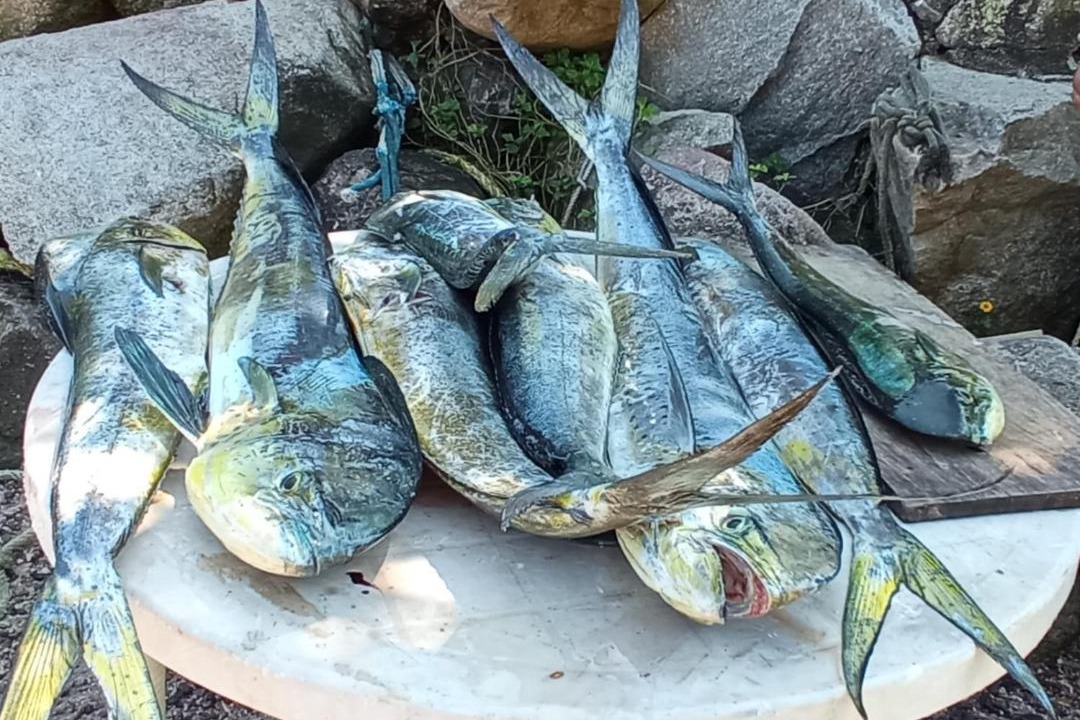 Photo of Others in Boca de Tomatlan