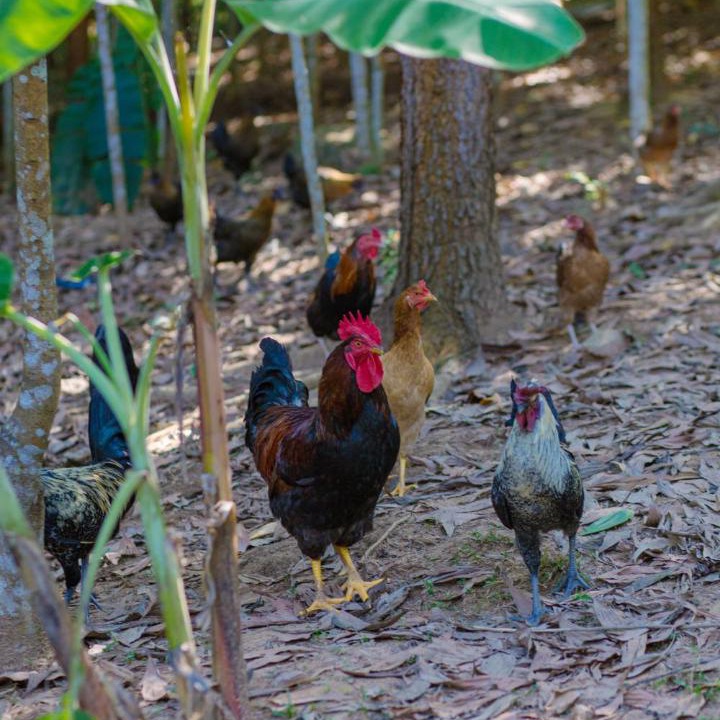 Photo of Others in Mai Chau