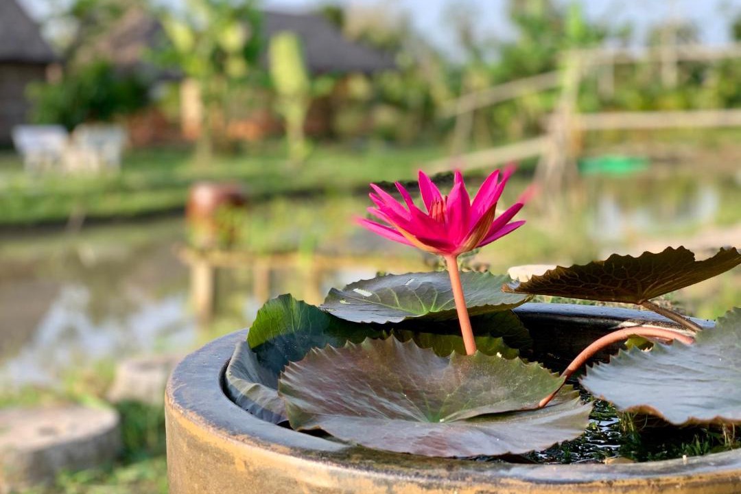 Photo of Others in Phong Dien