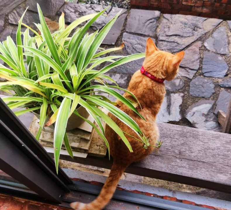 Photo of Others in Hoi An