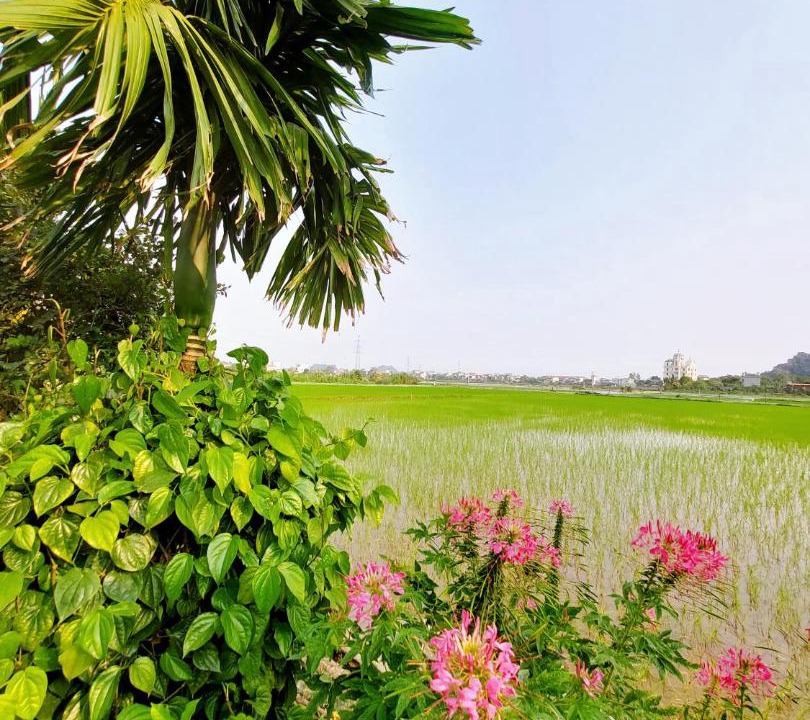 Photo of Others in Hoa Lu