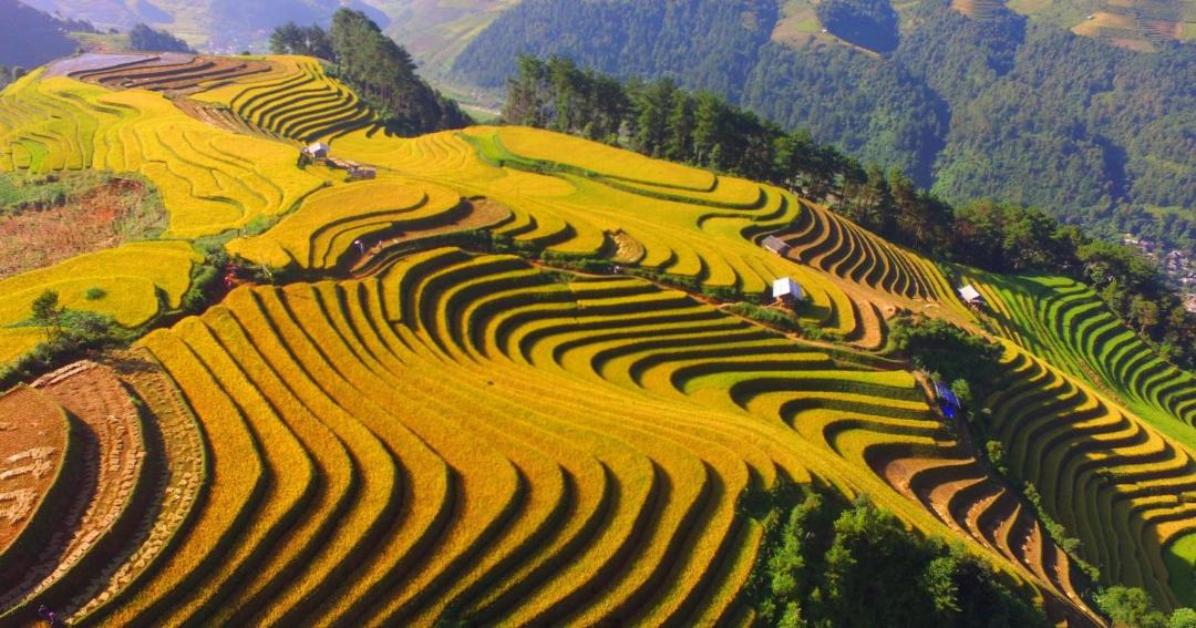 Photo of Others in Mu Cang Chai