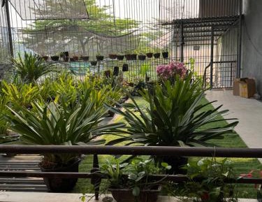 King Room with Garden View