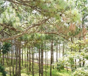 Villa with Garden View