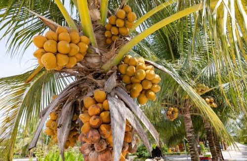 Ham Thuan Nam Hotel | Hoàng Long Tropical - Farmstay