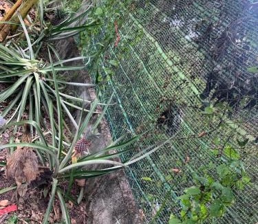 Cu Chi House | Nhà vườn nghỉ dưỡng Châu Thịnh Phát