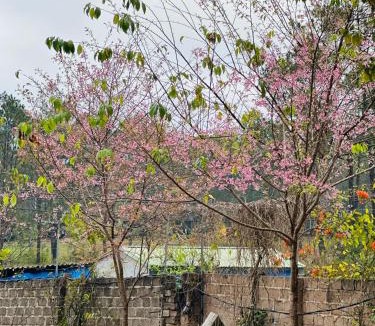 Moc Chau House | Vườn An nhiên Mộc Châu