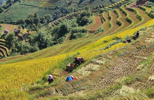 Mu Cang Chai House | Mu Cang Chai Terrace View Bungalows