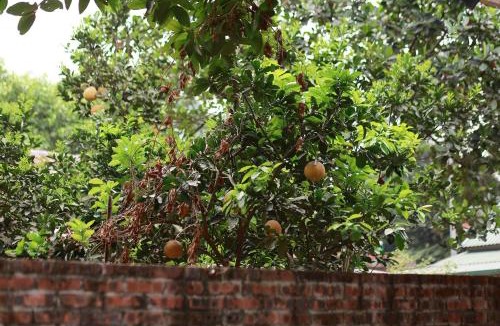Hoa Lu Cabin | Hoa Lau Homestay Tràng An
