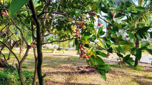 Ke Ga Resort | ZEN Resort - Villa beach- Garden