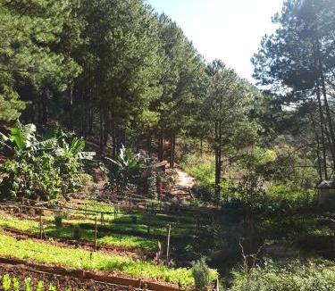 Da Lat Resort | Mơ Stay - Forest Resort