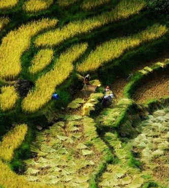 Mùa Vàng Homestay Mù Cang Chải