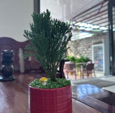Mimosa Stay Boutique Hotel Phu Quoc