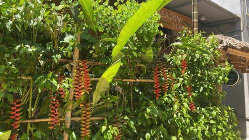 Meadow Mai Chau Homestay